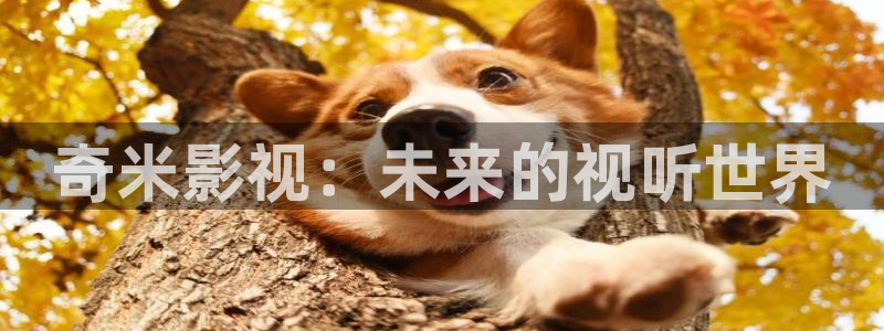 高清伦理视频在线播放